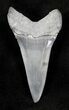 Fossil Mako Shark Tooth - Bone Valley, FL #20658-1